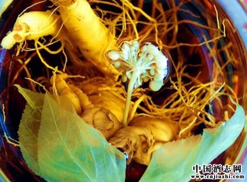 人參泡酒竟開花?人參酒功效作用