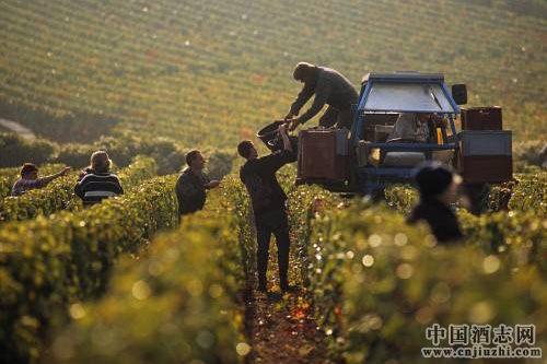 全球葡萄酒產量較去年減少5%,創近20年第3低紀錄